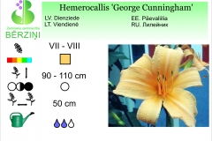 Hemerocallis George Cunningham