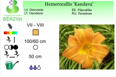 Hemerocallis Kandava
