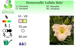 Hemerocallis Lullaby Baby