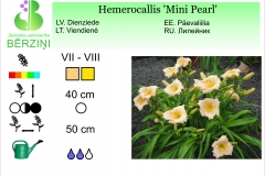 Hemerocallis Mini Pearl
