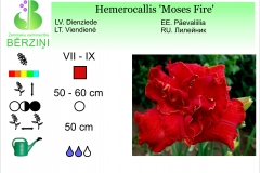 Hemerocallis Moses Fire