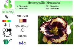 Hemerocallis Moussaka