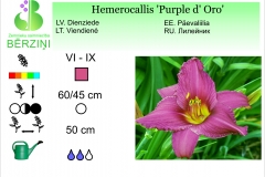 Hemerocallis Purple d' Oro