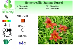 Hemerocallis Sammy Russel