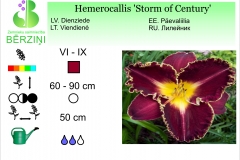 Hemerocallis Storm of Century