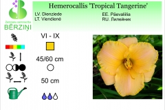 Hemerocallis Tropical Tangerine