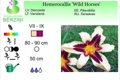 Hemerocallis Wild Horses