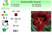 Hemerocallis Zamsis
