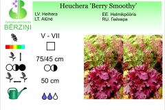 Heuchera Berry Smoothy