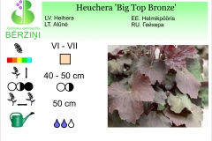 Heuchera Big Top Bronze