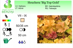 Heuchera Big Top Gold