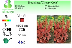 Heuchera Cherry Cola