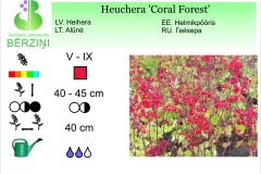 Heuchera Coral Forest
