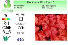 Heuchera Fire Alarm
