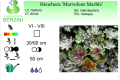 Heuchera Marvelous Marble