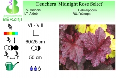 Heuchera Midnight Rose Select