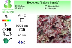 Heuchera Palace Purple