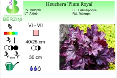 Heuchera Plum Royal