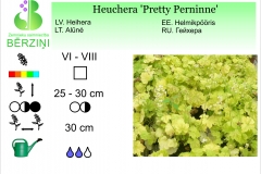 Heuchera Pretty Perninne
