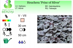 Heuchera Princ of Silver