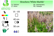 Heuchera White Marble