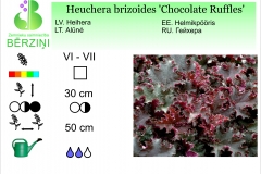 Heuchera brizoides Chocolate Ruffles