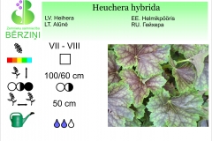 Heuchera hybrida