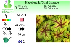 Heucherella Gold Cascade