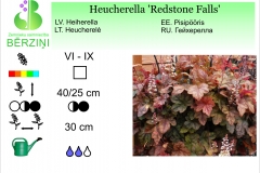Heucherella Redstone Falls
