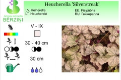 Heucherella Silverstreak