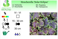 Heucherella Solar Eclipse