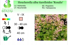 Heucherella alba tiarelloides Rosalie