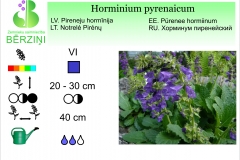 Horminium pyrenaicum