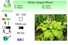 Hosta August Moon