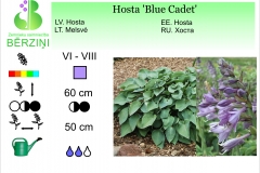 Hosta Blue Cadet