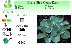 Hosta Blue Mouse Ears