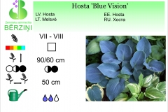 Hosta Blue Vision