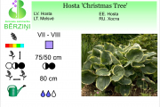 Hosta Christmas Tree