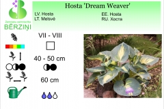Hosta Dream Weaver