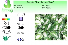 Hosta Pandora's Box
