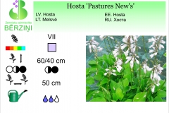 Hosta Pastures New's