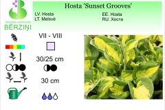 Hosta Sunset Grooves