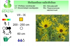 helianthus salicifolius