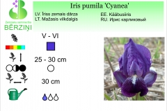 Iris pumila Cyanea