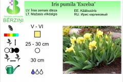 Iris pumila Excelsa