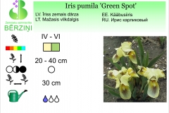 Iris pumila Green Spot