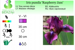 Iris pumila Raspberry Jam