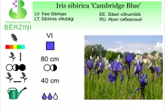 Iris sibirica Cambridge Blue