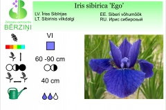 Iris sibirica Ego