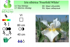 Iris sibirica Fourfold White